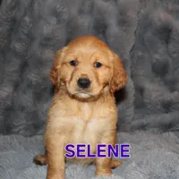 Selene, a female Golden Retriever for sale in Surprise, AZ – Photo 2 of 5