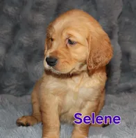 Selene, a female Golden Retriever for sale in Surprise, AZ – Photo 3 of 5