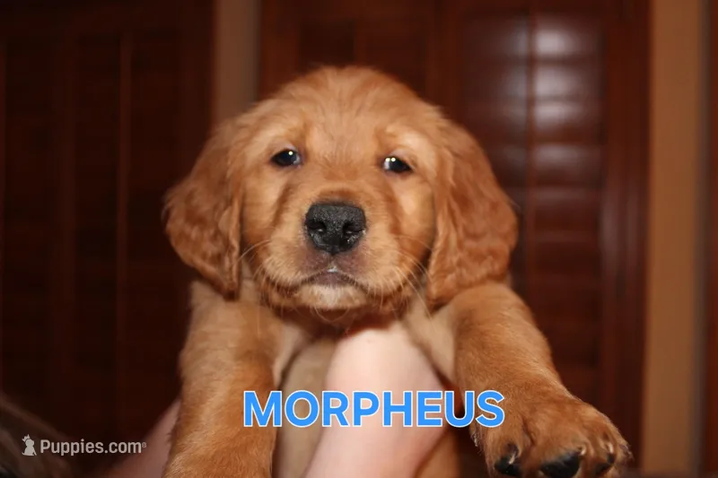 Morpheus – Golden Retriever puppy for sale in Surprise, AZ