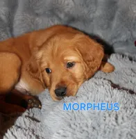 Morpheus, a male Golden Retriever for sale in Surprise, AZ – Photo 2 of 6