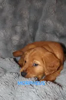 Morpheus, a male Golden Retriever for sale in Surprise, AZ – Photo 4 of 6