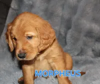 Morpheus, a male Golden Retriever for sale in Surprise, AZ – Photo 3 of 6