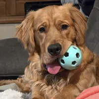 Hermes, a male Golden Retriever for sale in Surprise, AZ – Photo 7 of 8