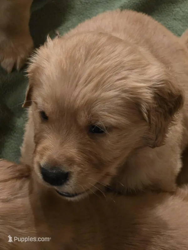 Morpheus – Golden Retriever puppy for sale in Surprise, AZ