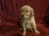 Hermes, a male Golden Retriever for sale in Surprise, AZ – Photo 3 of 8