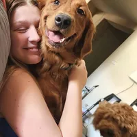 Hermes, a male Golden Retriever for sale in Surprise, AZ – Photo 8 of 8