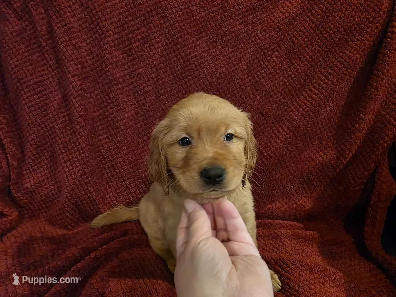 Hermes – Golden Retriever puppy for sale in Surprise, AZ