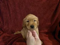 Hermes, a male Golden Retriever for sale in Surprise, AZ – Photo 1 of 8