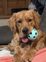 Morpheus, a male Golden Retriever for sale in Surprise, AZ – Photo 2 of 4