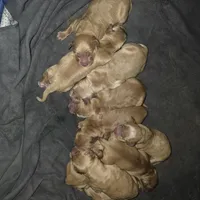 Hermes, a male Golden Retriever for sale in Surprise, AZ – Photo 6 of 8