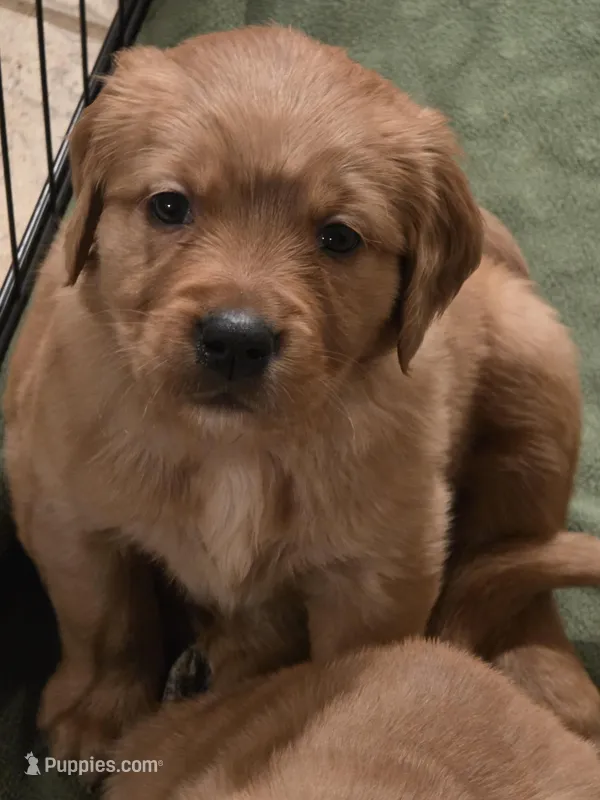 Hermes – Golden Retriever puppy for sale in Surprise, AZ