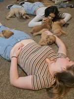 Hermes, a male Golden Retriever for sale in Surprise, AZ – Photo 5 of 8