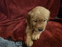 Hermes, a male Golden Retriever for sale in Surprise, AZ – Photo 4 of 8