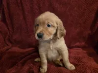 Hermes, a male Golden Retriever for sale in Surprise, AZ – Photo 2 of 8