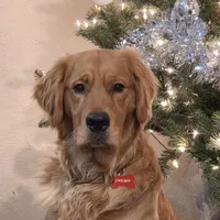 Eros, a male Golden Retriever for sale in Surprise, AZ – Photo 4 of 5