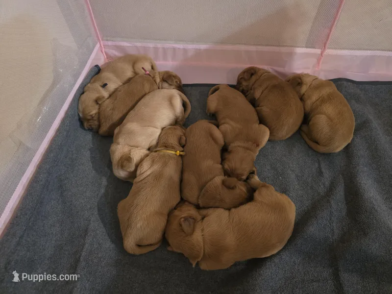 Eros, a male Golden Retriever for sale in Surprise, AZ – Photo 1 of 5