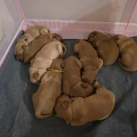 Eros, a male Golden Retriever for sale in Surprise, AZ – Photo 1 of 5