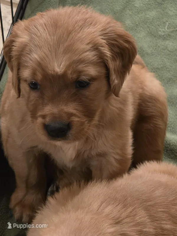 Selene – Golden Retriever puppy for sale in Surprise, AZ