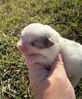 AKC blue and tan Merle parti, a female Pomeranian for sale in Trion, GA – 2 of 4