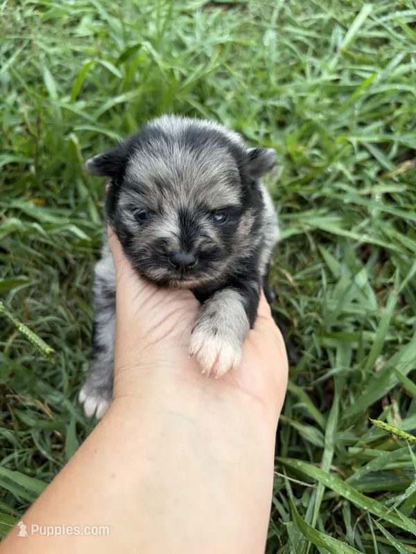 Ckc blue Merle girl  – Pomeranian puppy for sale in Trion, GA