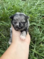 Ckc blue Merle girl , a female Pomeranian for sale in Trion, GA – 1 of 6