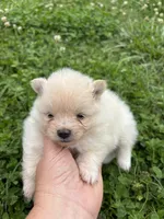 Akc cream , a female Pomeranian for sale in Trion, GA – 2 of 4