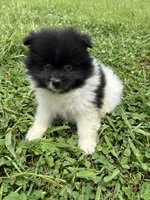 Ckc black parti boy , a male Pomeranian for sale in Trion, GA – 2 of 4