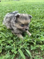 Akc sable Merle girl blue eyes , a female Pomeranian for sale in Trion, GA – 3 of 4