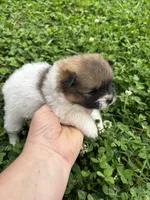 Ckc Orange sable parti freckles, a male Pomeranian for sale in Trion, GA – 3 of 4