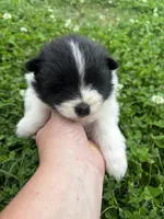 Ckc black parti , a male Pomeranian for sale in Trion, GA – 4 of 4