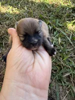 AKC orange sable boy , a male Pomeranian for sale in Trion, GA – 2 of 5