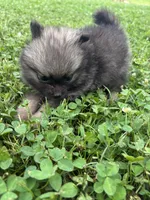 Akc dark orange sable girl , a female Pomeranian for sale in Trion, GA – 3 of 4