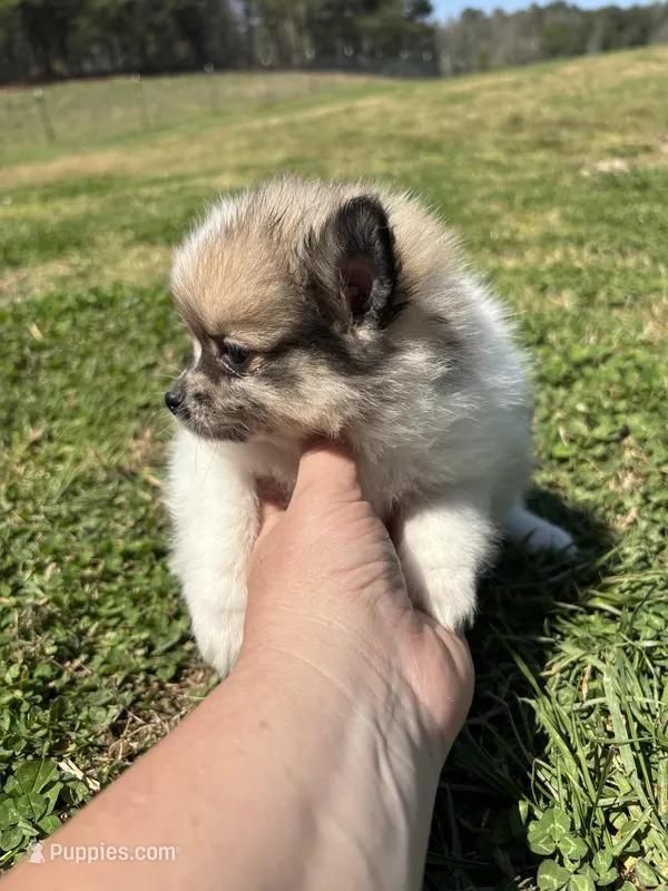 Ckc Merle parti  – Pomeranian puppy for sale in Trion, GA