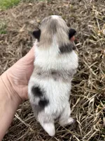 Ckc Merle parti , a female Pomeranian for sale in Trion, GA – Photo 4 of 4