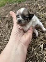 Ckc Merle parti , a female Pomeranian for sale in Trion, GA – Photo 3 of 4