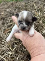 Ckc Merle parti , a female Pomeranian for sale in Trion, GA – Photo 2 of 4