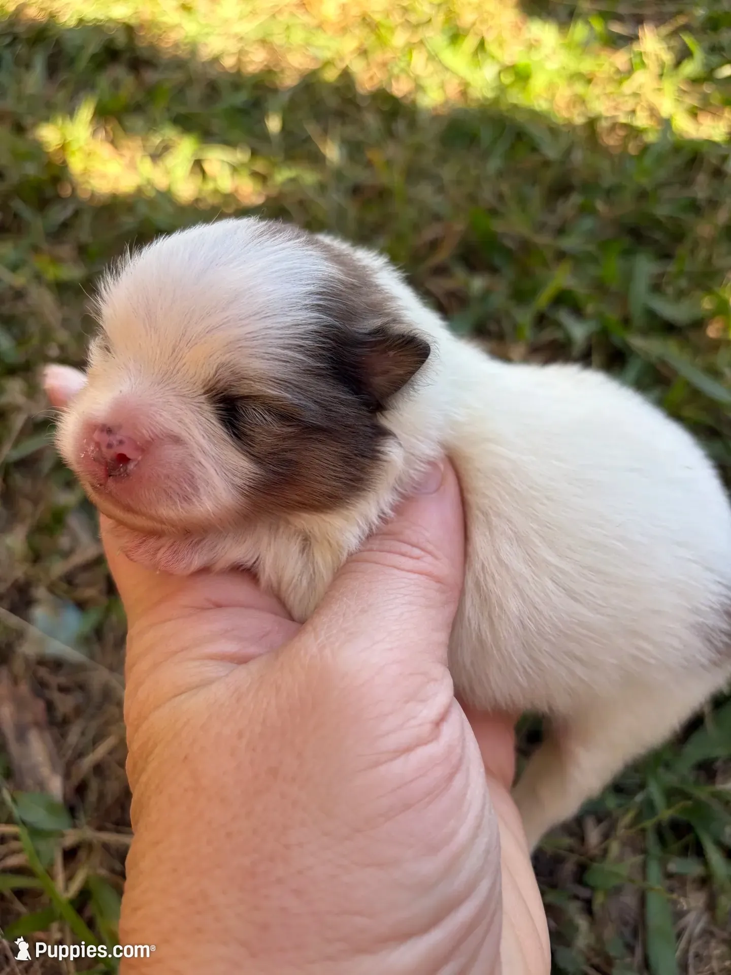 AKC orange sable Parti , a female Pomeranian for sale in Trion, GA – 1 of 4