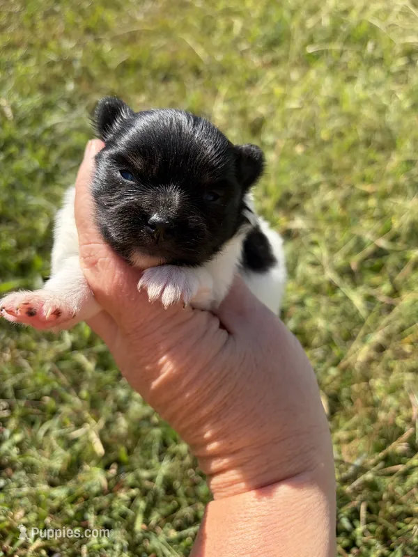 Black Parti girl  – Pomeranian puppy for sale in Trion, GA