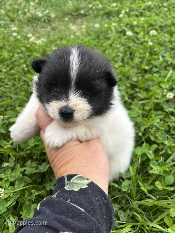 Ckc black parti  – Pomeranian puppy for sale in Trion, GA