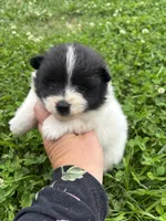 Ckc black parti , a male Pomeranian for sale in Trion, GA – 1 of 4