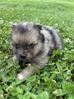 Akc sable Merle girl pepper , a female Pomeranian for sale in Trion, GA – 4 of 5