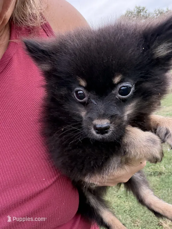 Ckc small black and tan  – Pomeranian puppy for sale in Trion, GA