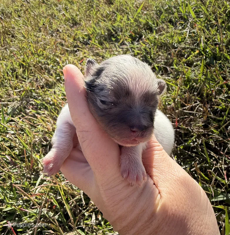 AKC blue and tan Merle Parti  – Pomeranian puppy for sale in Trion, GA