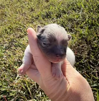 AKC blue and tan Merle Parti , a male Pomeranian for sale in Trion, GA – 1 of 4