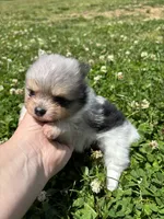 Ckc Merle girl , a female Pomeranian for sale in Trion, GA – 2 of 4