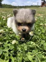 Ckc Merle girl , a female Pomeranian for sale in Trion, GA – 3 of 4