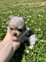 Ckc Merle girl , a female Pomeranian for sale in Trion, GA – 1 of 4