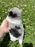 Ckc Merle girl , a female Pomeranian for sale in Trion, GA – 4 of 4