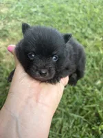 Ckc small black and tan , a male Pomeranian for sale in Trion, GA – 4 of 4