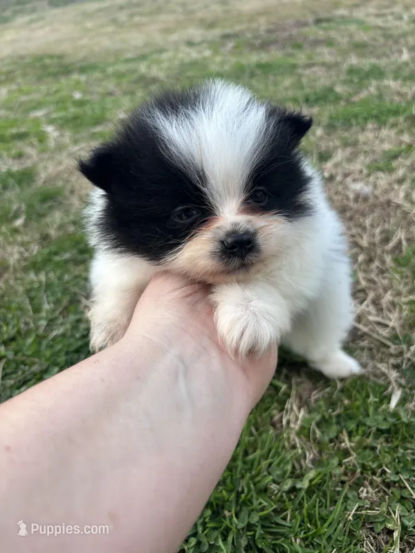 Ckc parti 2 from Wolfie 